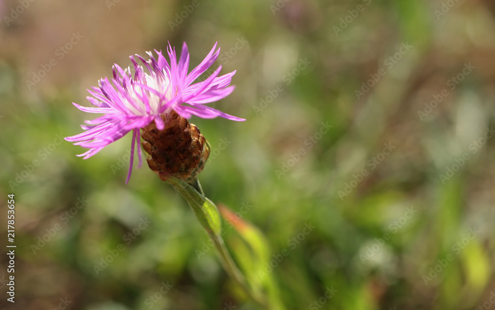 Brown knapweed is flowering in the meadow. Centaurea jacea. Brown knapweed is flowering in the meadow. Centaurea jacea.