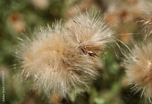 Close-up picture of spear thistle. Fluff. Seeds.