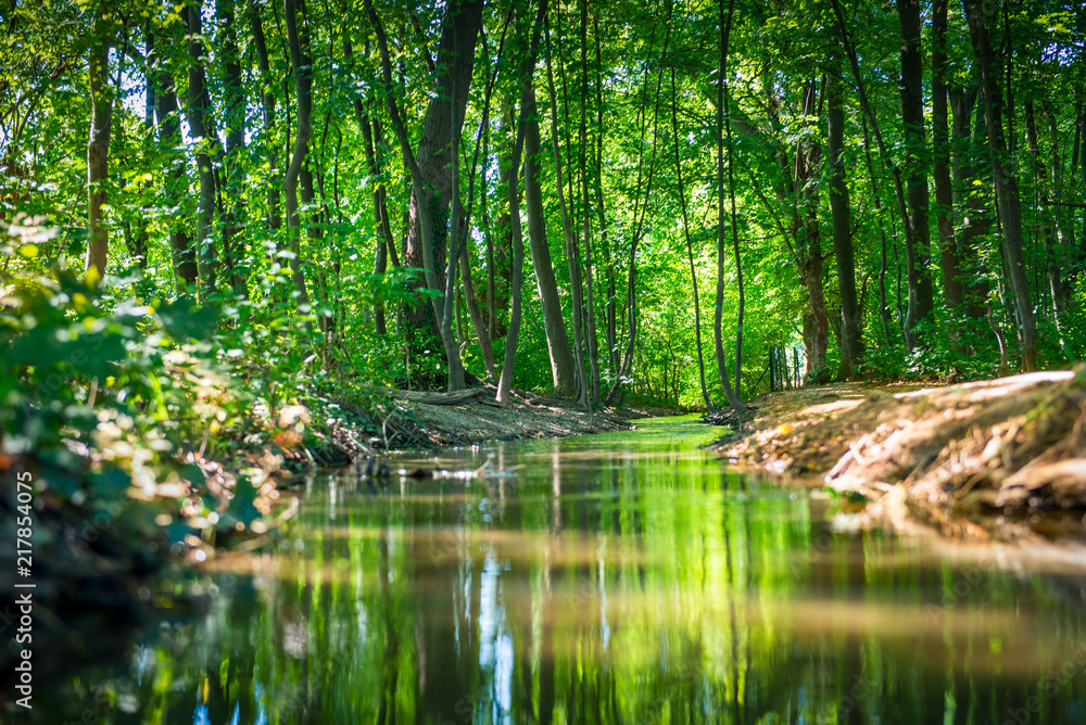 Obraz premium small river through a forest with a path
