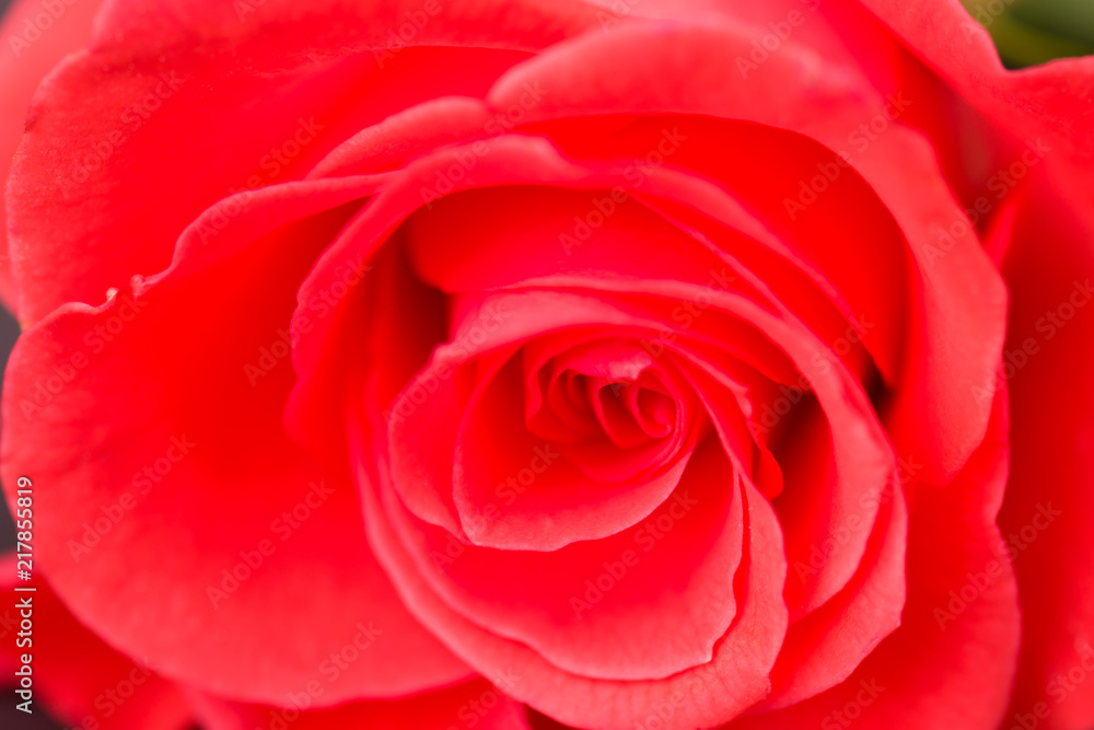 Pink rose close-up with blurred background. Pink rose close-up with blurred background.