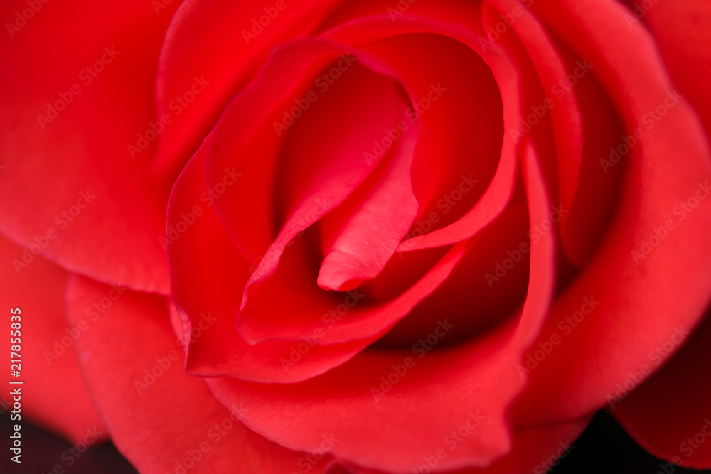 Pink rose close-up with blurred background. Pink rose close-up with blurred background.