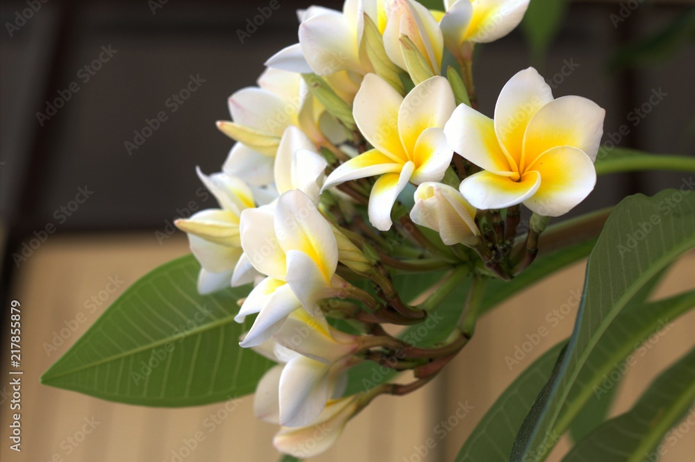 Fototapeta premium Yellow Plumeria blossom beautifully on a tree in the garden, the background naturally.