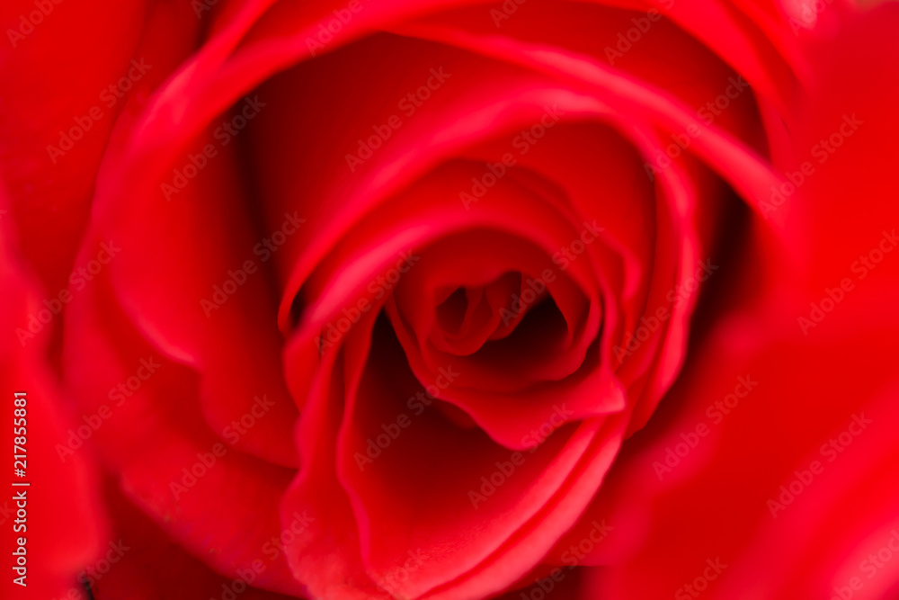 Pink, red rose close-up with blurred background. Pink, red rose close-up with blurred background.
