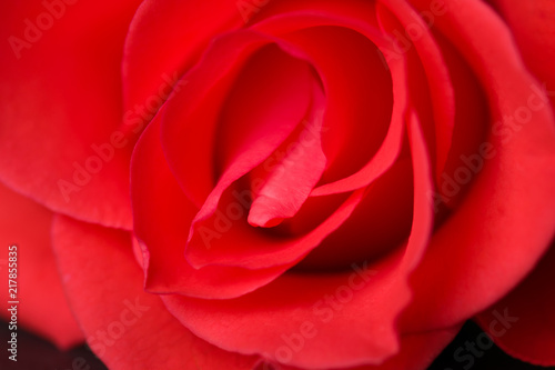 Wallpaper Mural Pink rose close-up with blurred background. Torontodigital.ca