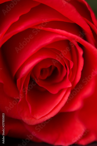 Pink, red rose close-up with blurred background.