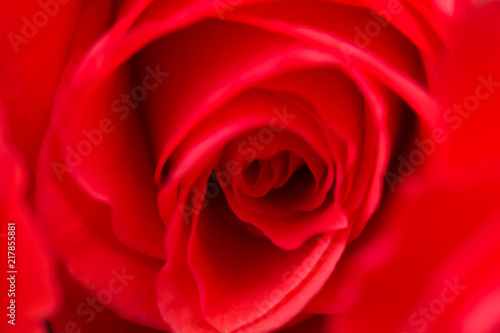 Pink, red rose close-up with blurred background. © Valeriia