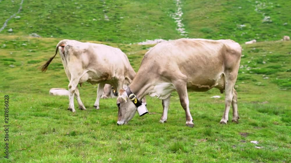 Brown Cows eat Grass Brown Cows eat Grass