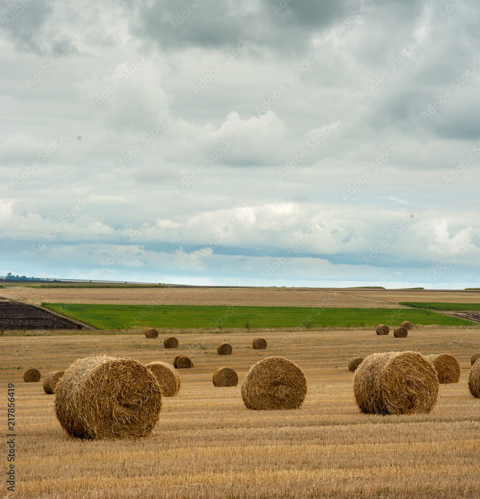 straw bales of hay in the stubble agricultural field under sky