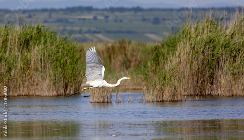 Silberreiher im Flug mit Schilfrohr