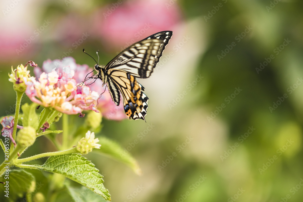 butterfly butterfly