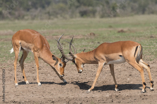 Impala's fighting