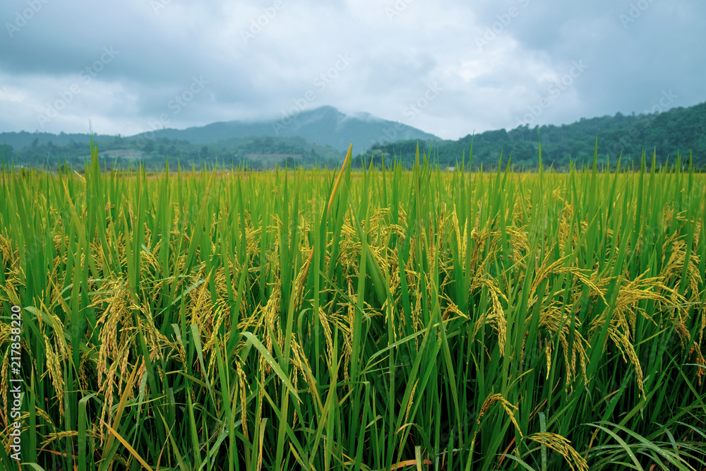 Golden Rice Filed with Ripe Rice Ready for Harvest,  Farming Argriculture in Northern of Thailand