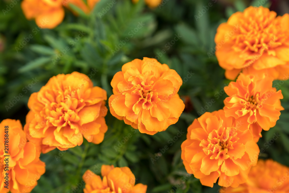 Blooming flowers Blooming flowers