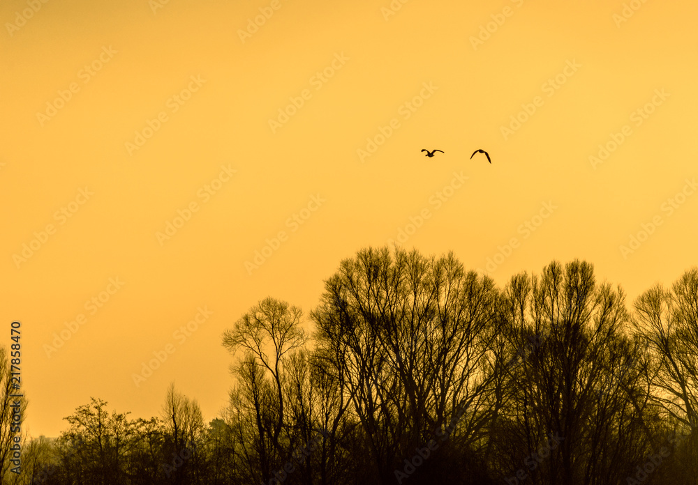 Silhouettes of birds at sunrise in winter over the deciduous trees on the shore of a lake