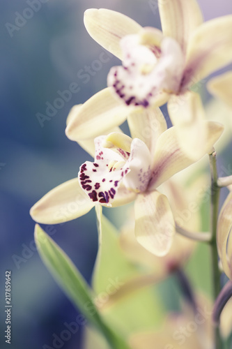 Orchid Macro Shot