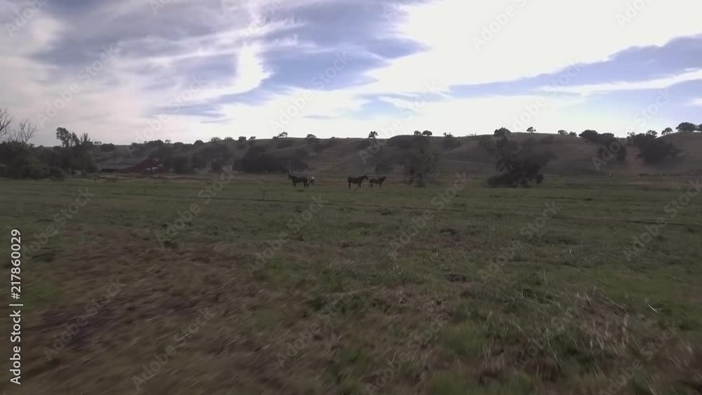 Horses in the background as a drone fly's next to overhead sprinklers irrigating the grass for the animals Horses in the background as a drone fly's next to overhead sprinklers irrigating the grass for the animals