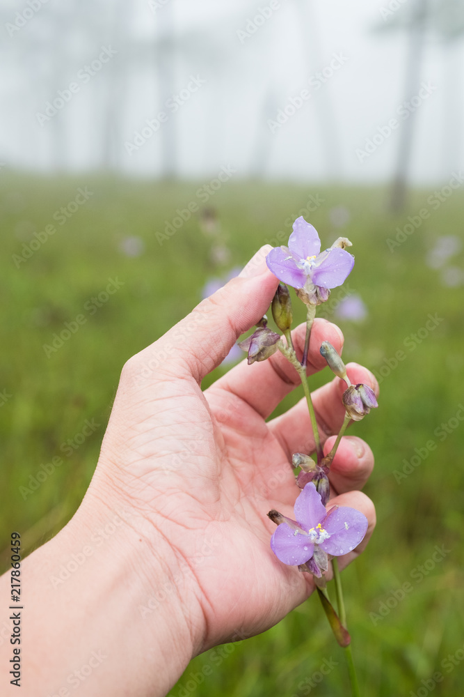 Fototapeta Murdannia giganteum on hand,Crested Serpent sweet purple flowers.