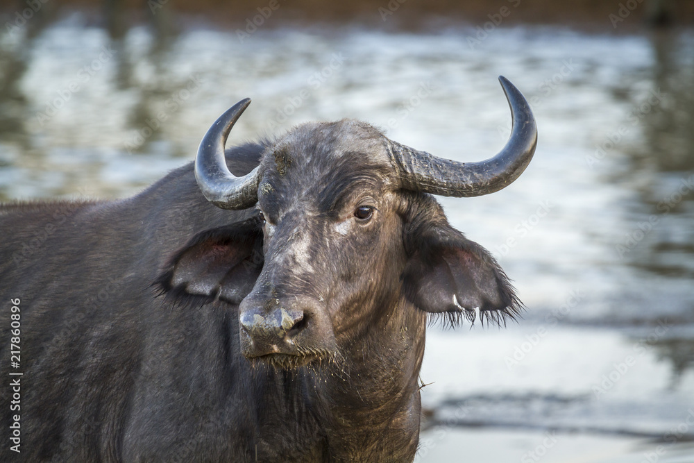 African buffalo in Kruger National park, South Africa ; Specie Syncerus caffer family of Bovidae African buffalo in Kruger National park, South Africa ; Specie Syncerus caffer family of Bovidae