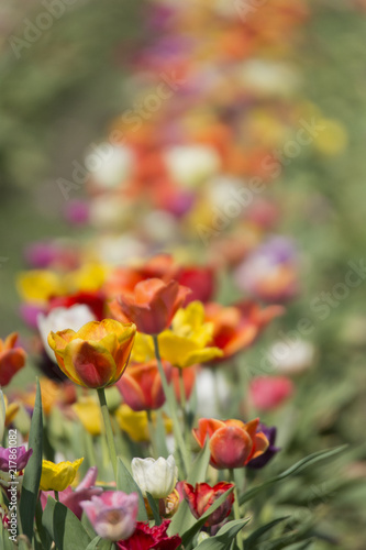 A tulip field in spring