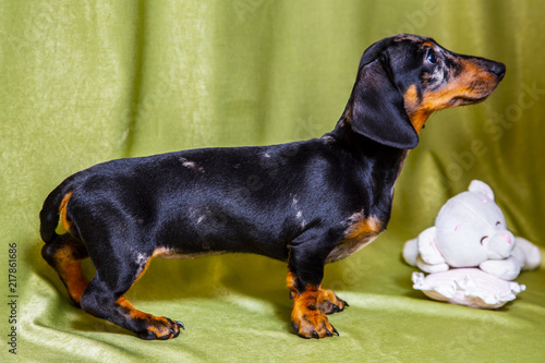 Puppy Dachshund on a green background