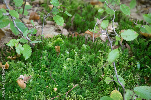 Wallpaper Mural beautiful forest macro nature moss, branches, mushrooms and leaves of a tree Torontodigital.ca
