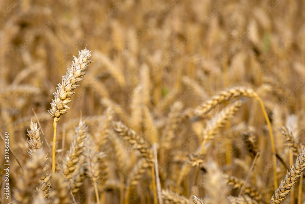 Fototapeta premium Abstraction background with golden rye field.