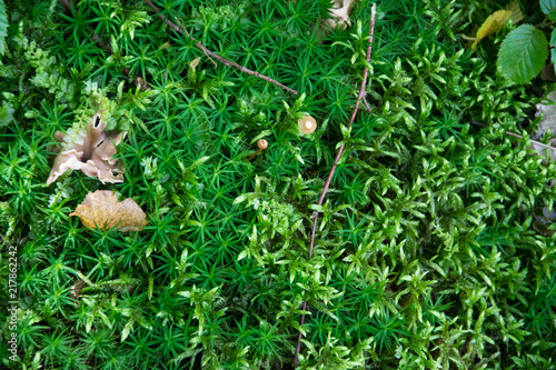 beautiful forest macro nature moss, branches, mushrooms and leaves of a tree