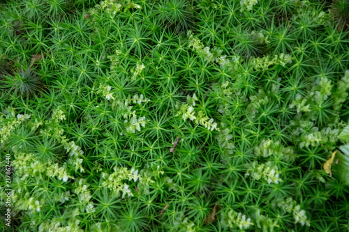 beautiful forest macro nature moss, branches, mushrooms and leaves of a tree