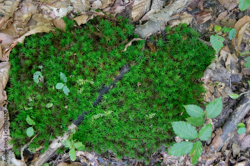 beautiful forest macro nature moss, branches, mushrooms and leaves of a tree