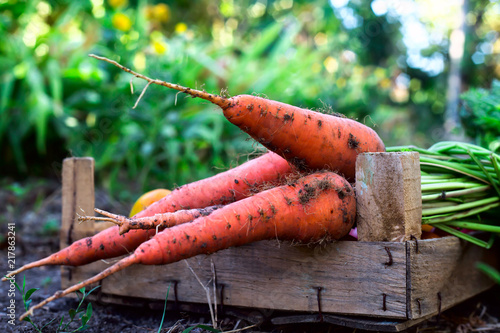A fresh orange carrot with soil lies in a wooden box. Organic raw vegetables