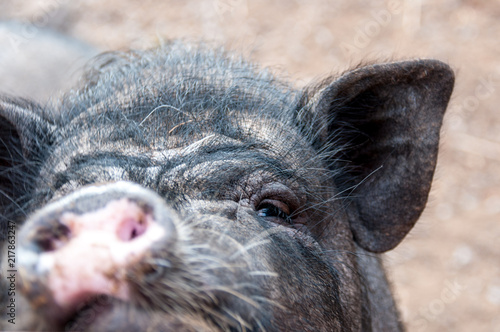 The black snout of a pig closeup photo