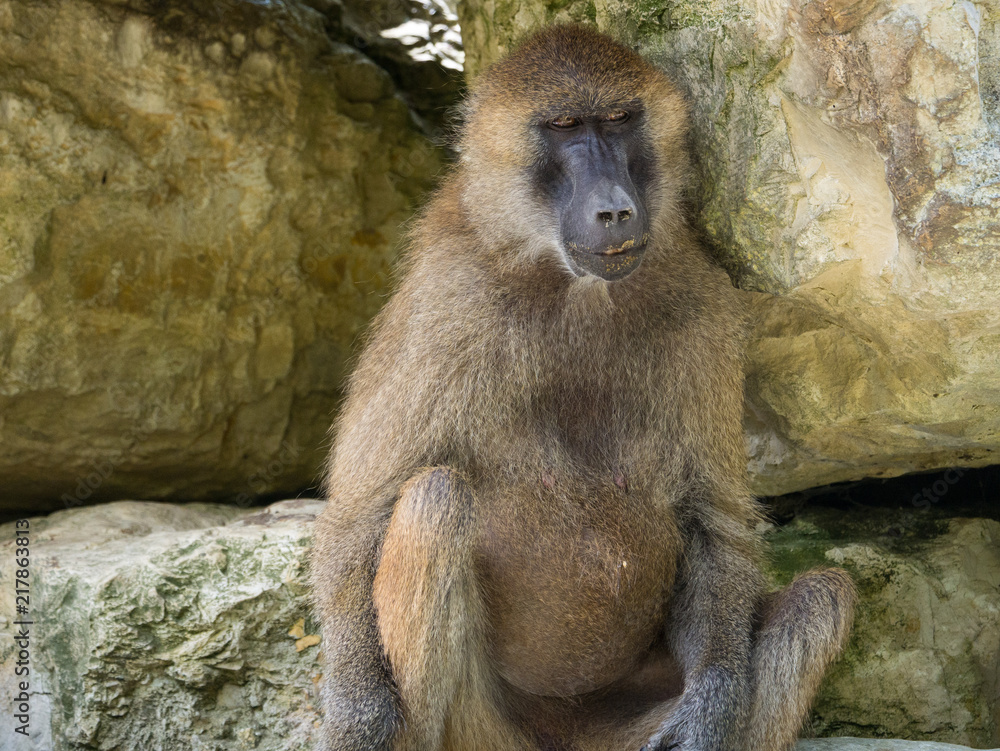 Obraz premium Macaque