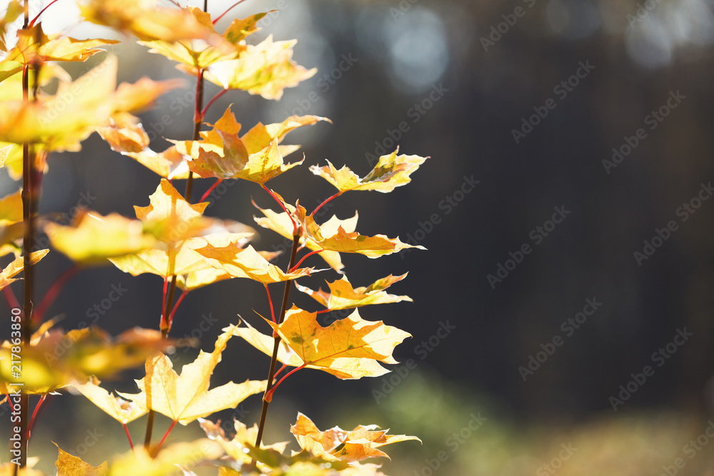 Yellow maple leaves on branches at fall