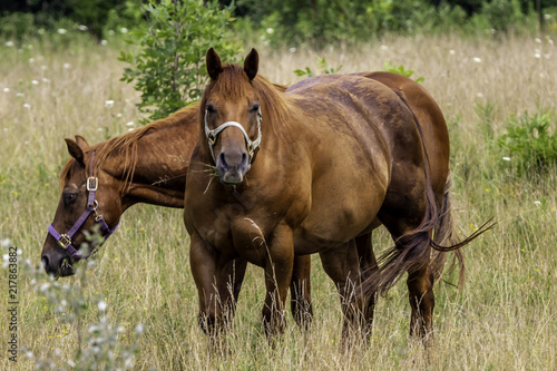 Horses enjoying Grass