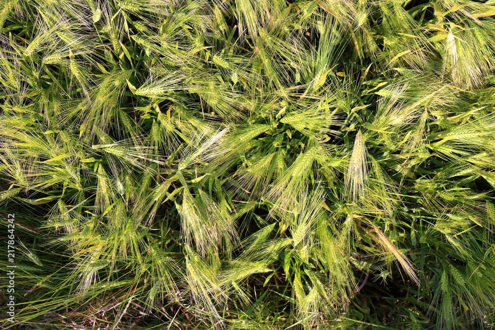 Top view on young green wheat growing in a field Top view on young green wheat growing in a field