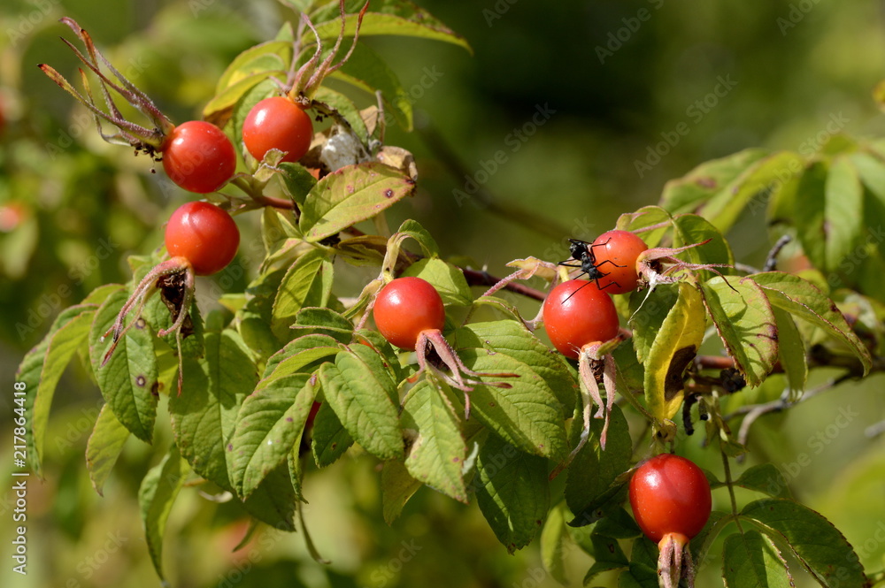 red rose hips common