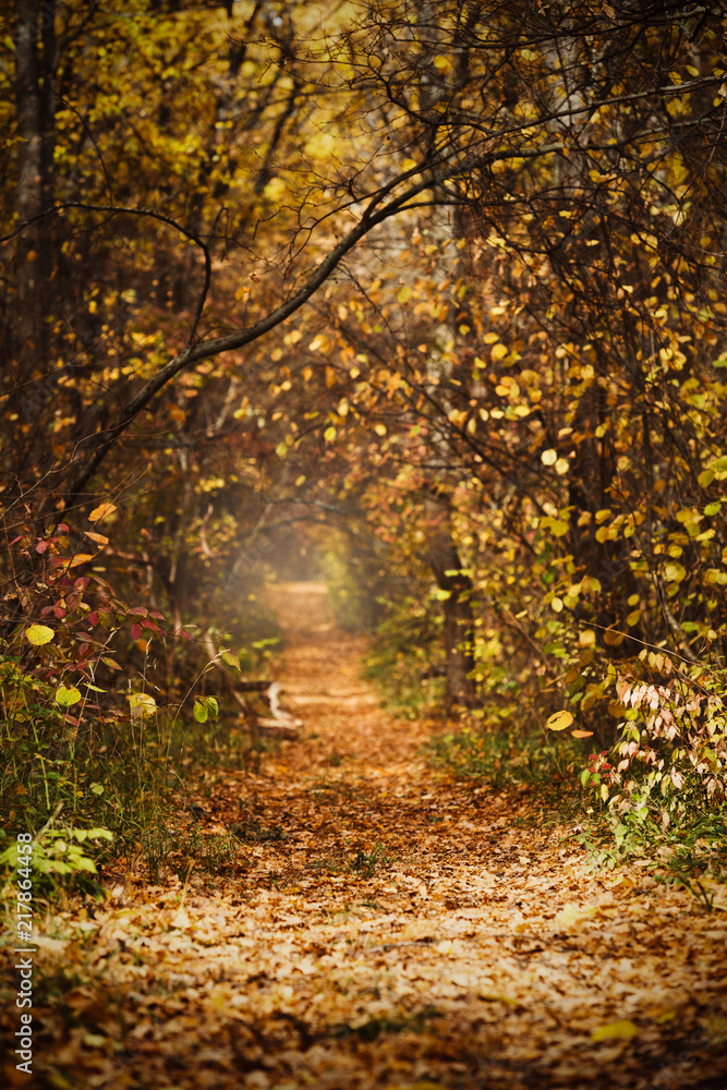 Fall landscape with path through golden trees