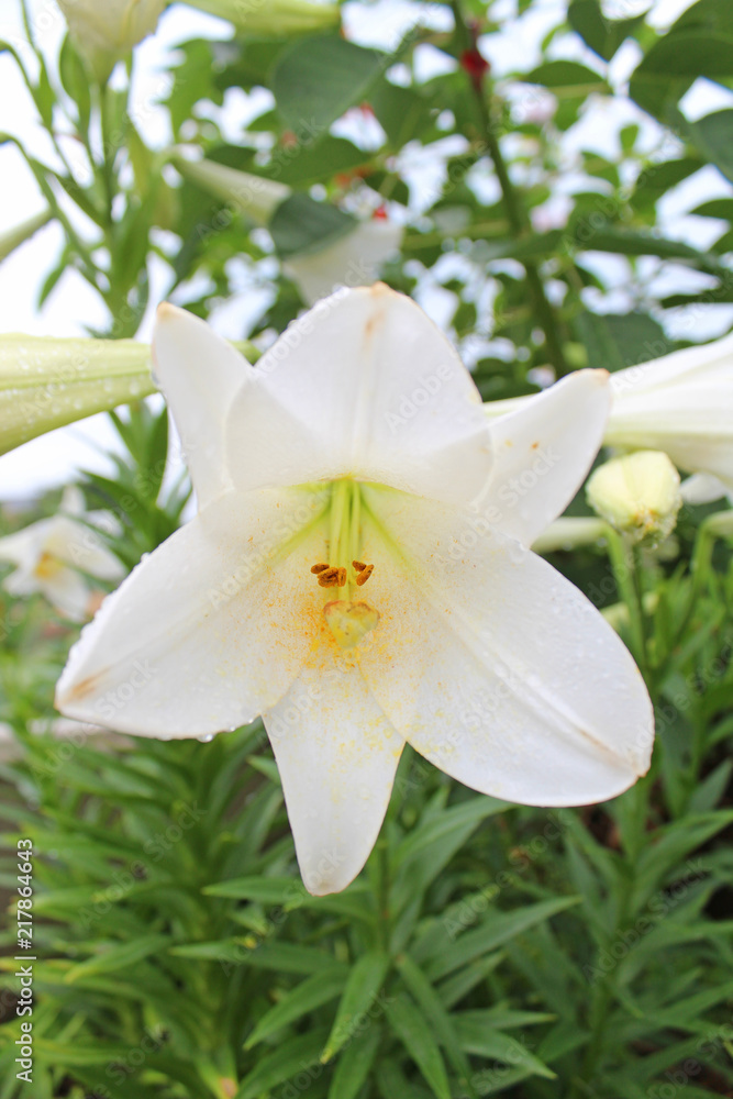 Obraz premium テッポウユリ