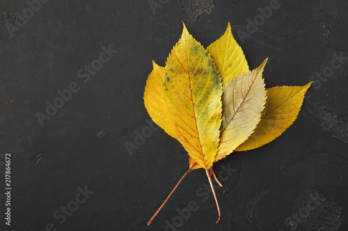 Autumn seasonal background, ash leaves
