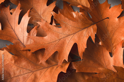 Fall oak leaves background closeup