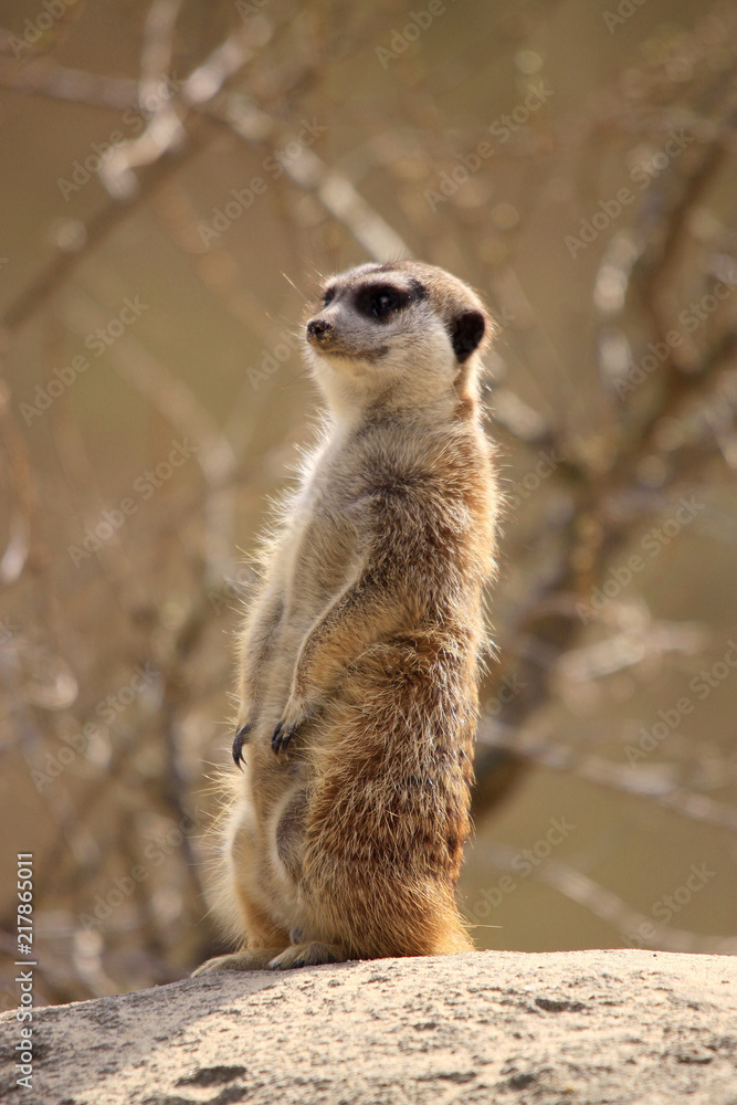 Fototapeta premium Erdmännchen (Suricata suricatta), Südafrika