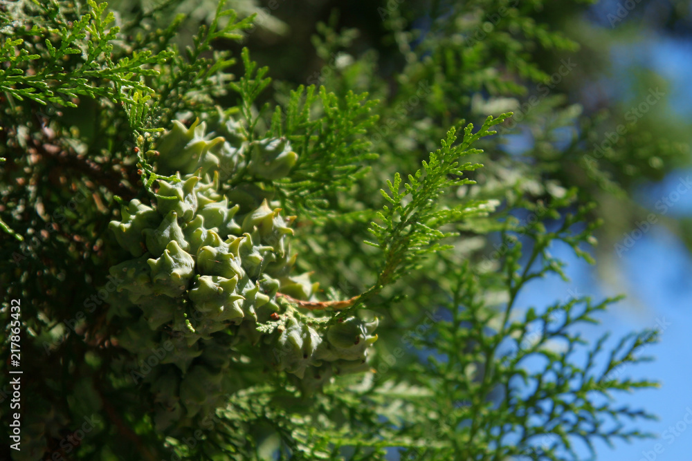 cypress cypress