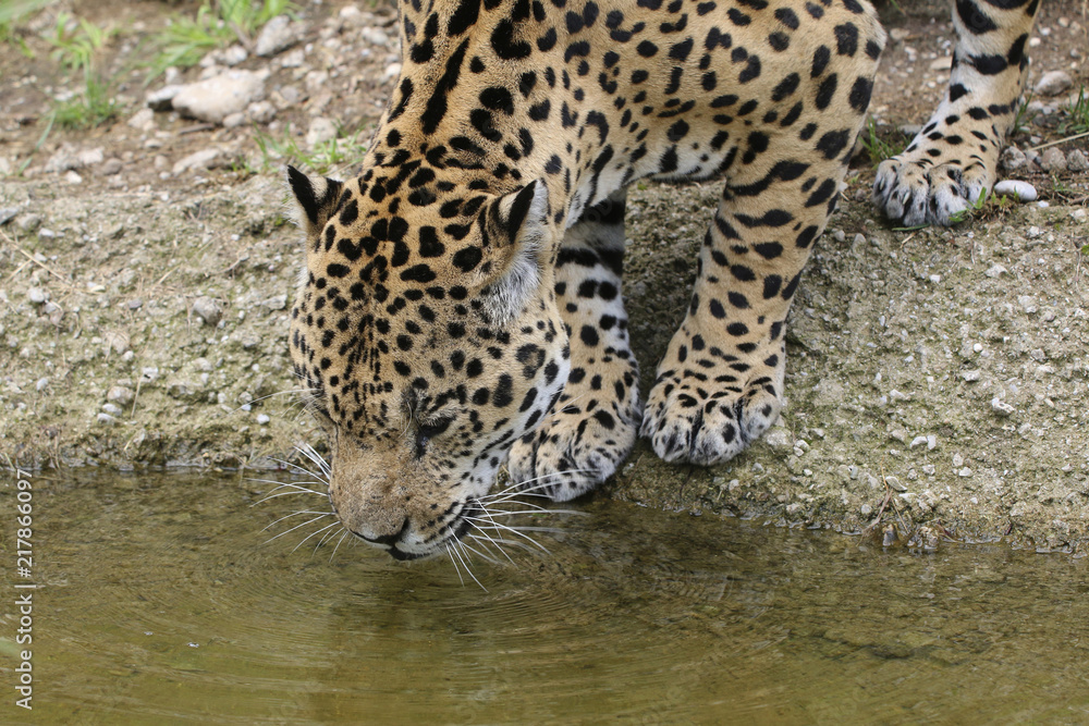 Jaguar (Panthera onca) am Wasser Jaguar (Panthera onca) am Wasser