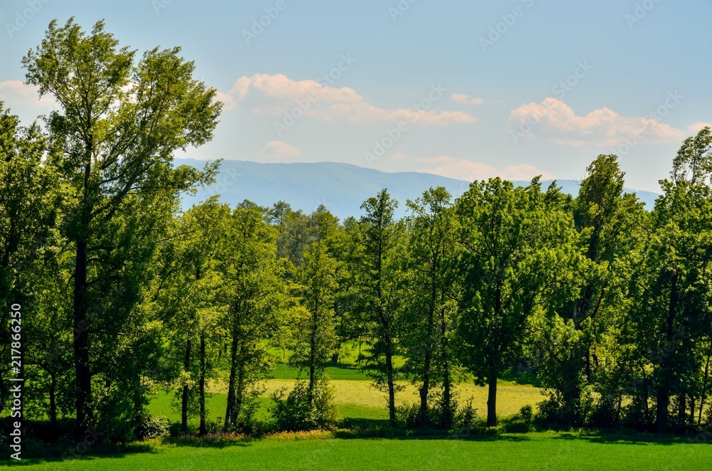 Beautiful spring landscape. Green trees and clearing with mountains in the background. Beautiful spring landscape. Green trees and clearing with mountains in the background.