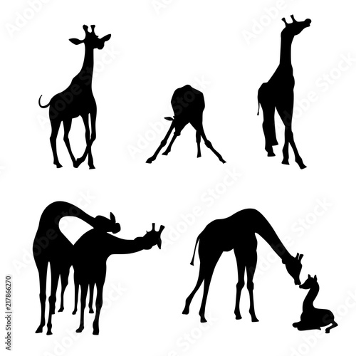 Set of giraffes silhouette isolated on white.