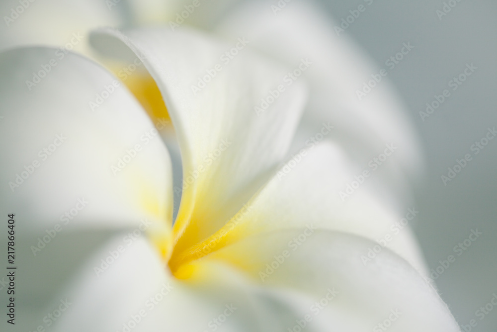 Fototapeta premium Frangipani Close Look