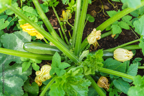 Ripe organic zucchini in garden ready to harvest