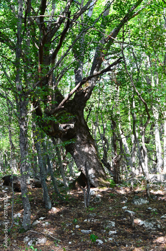 Mystical forest on top of a mountain Boyka in the Crimea photo