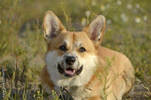 Sunstroke, health of pets in the summer. Corgi pembroke. How to protect your dog from overheating.Training of dogs. Young energetic dog on a walk. Whiskers, portrait, closeup. Enjoying, playing, run