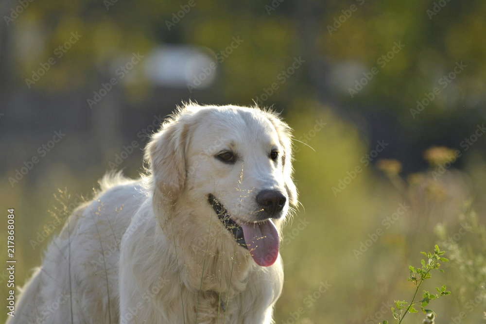 Sunstroke, health of pets in the summer.  Labrador retriever. How to protect your dog from overheating.Training of dogs.  Young energetic dog on a walk. Whiskers, portrait, closeup. Enjoying, playing 